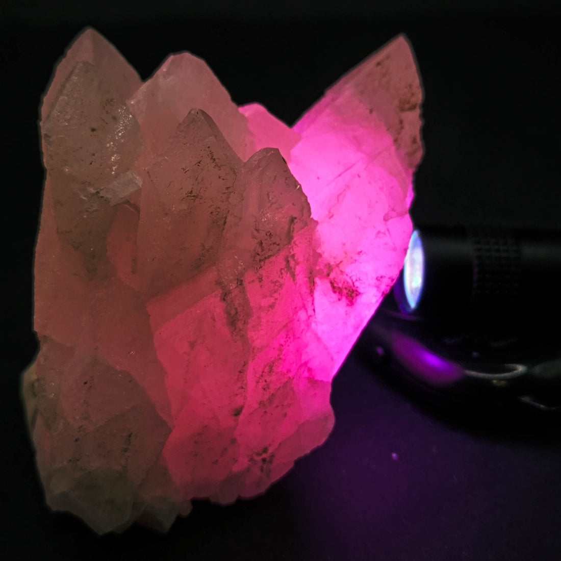 A stunning specimen of manganocalcite illuminated under ultraviolet (UV) light, glowing with a vibrant pink hue. Discover more glowing minerals like this at notonlyrocks.com.